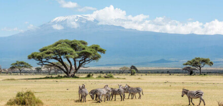 ケニア に旅行する 日本 パスポート所有者のビザ条件